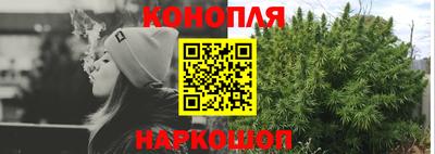 крисы Кингисепп